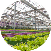Greenhouse Management