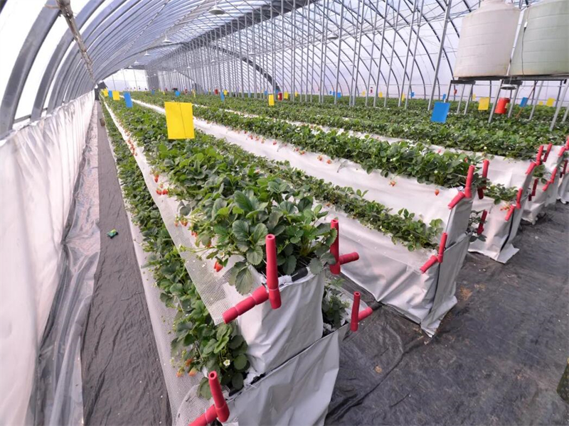 Greenhouse for Winter Gardenin