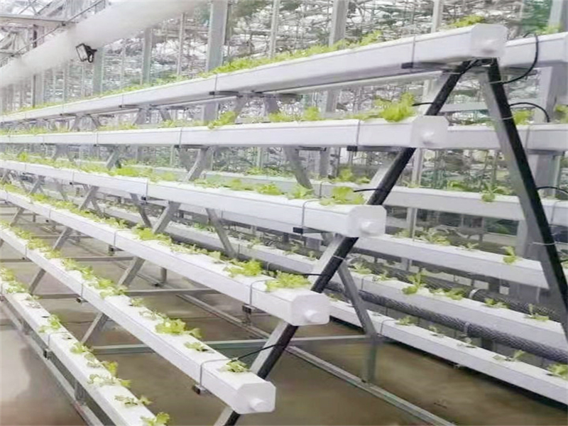 Simple Multi-span arch type Greenhouse