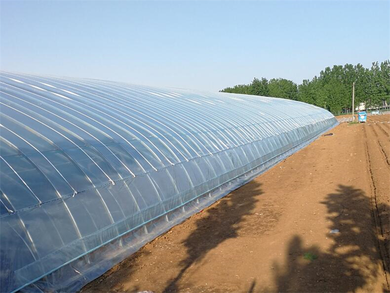 Simple Multi-span arch type Greenhouse