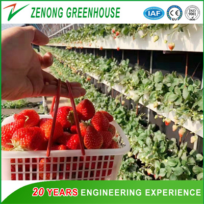 A-style Frame Hydroponics